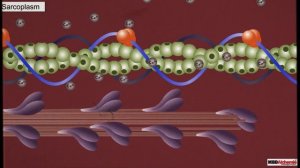 Механизм сокращения скелетных мышц | ФИЗИОЛОГИЯ