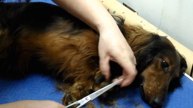 Стрижка лап. смотреть онлайн