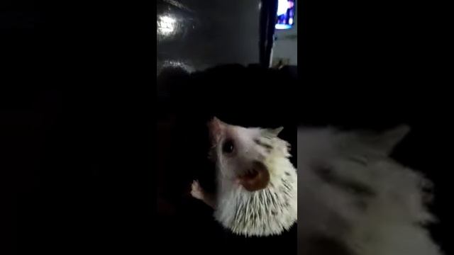 во время того когда кушал ёжик им заинтересовался кот смотреть онлайн