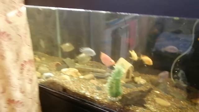 Мои домашние аквариумы на сегодня. смотреть онлайн