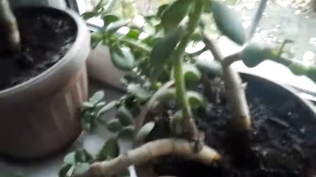 Денежное дерево!? смотреть онлайн