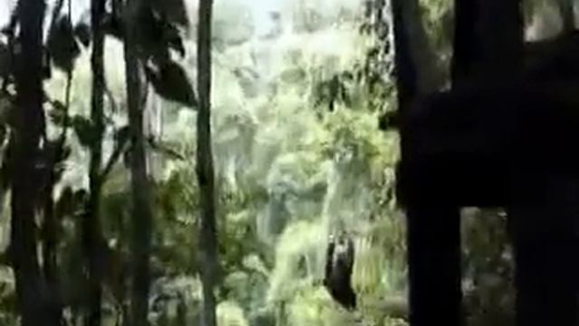 Selva Peru RESERVA NACIONAL DEL MANU