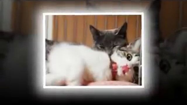 самые прикольные картинки 2014 смотреть онлайн