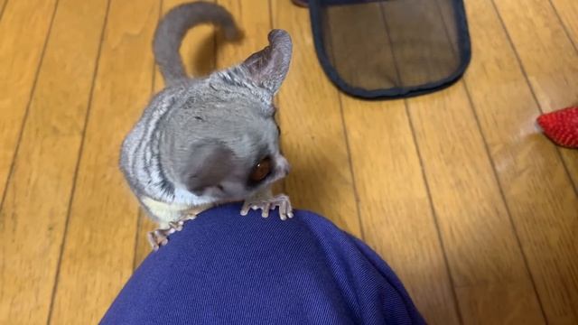 【ショウガラゴ　プラム　一年ぶりのとちおとめ?】プラムの成長日記 295 смотреть онлайн