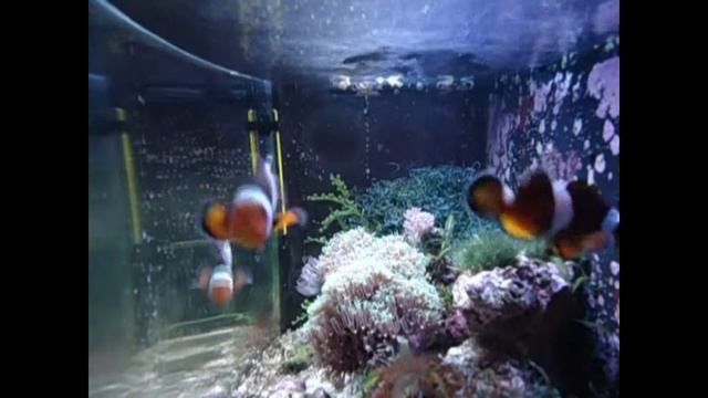 Клоун оцеллярис / Amphiprion ocellaris смотреть онлайн
