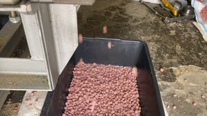 Экструдер для производства кормов для собак и кошек.