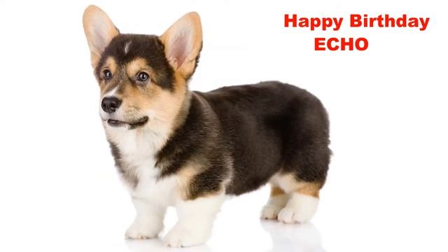 Echo Dogs Perros - Happy Birthday смотреть онлайн