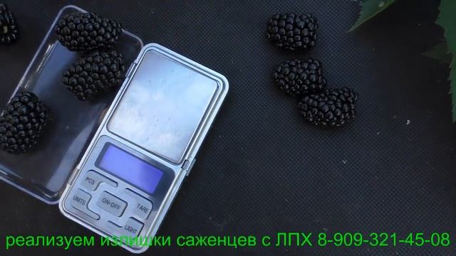 Ежевика НАТЧЕЗ + ПРАЙМ АРК 45 смотреть онлайн