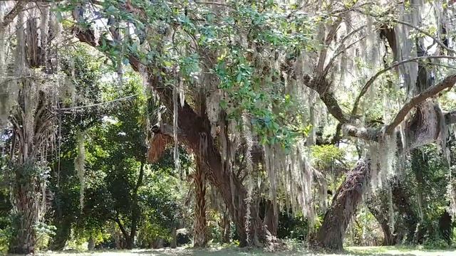 Marina and friends go to Flamengo park. смотреть онлайн