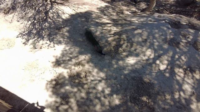 Сафари. Африка во Франции. Зебры, антилопы, жирафы и хамелеон!!! смотреть онлайн