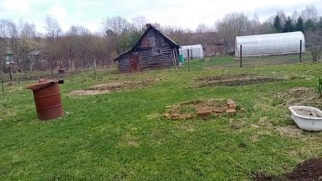 Ура у меня начал плодоносить кедр...#кедр #огород #деревня #сад #земля смотреть онлайн