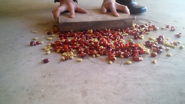 Processing coffee beans at home, part 1 - Removing beans from berries смотреть онлайн