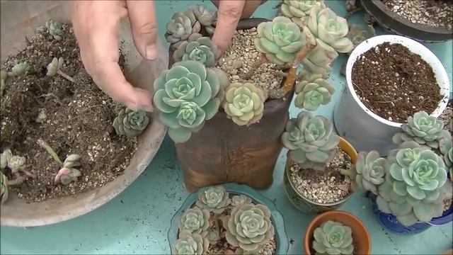 다육 식물 니크셔나 키우기 Succulent Plant Echeveria nicksana смотреть онлайн