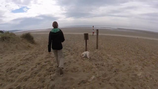 12 weeks old Golden Retriever Puppy - First time at the beach - Luna - ENG subtitles смотреть онлайн