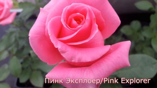 Pink Explorer (Пинк Эксплоер) - питомник роз 