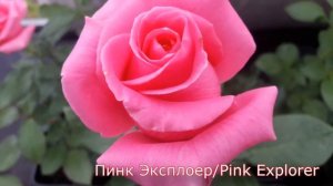 Pink Explorer (Пинк Эксплоер) - питомник роз «Розы от Татьяны»
