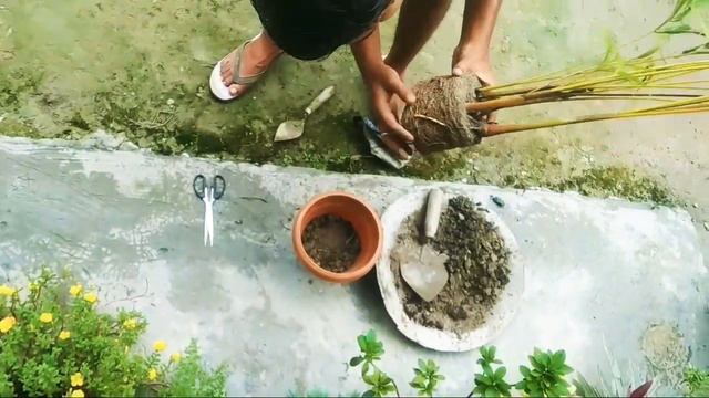 Areca palm repotting//Areca palm care//How to repot and grow Areca palm//Dypsis lutenscens//bodo// смотреть онлайн