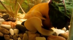 Аквариум  Улитки ампулярии О содержании и размножении