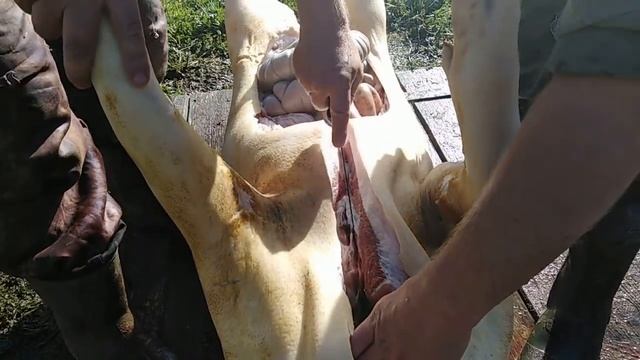 Как правильно разделать поросёнка/Поросёнку 1год 4месяца смотреть онлайн