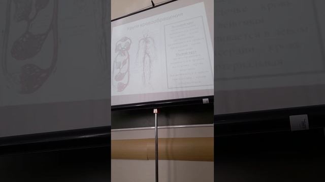 Большой и малый круг кровообращения, строение сосудов смотреть онлайн