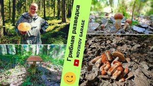 Грибная разведка 28 июня 2024. Всеволожский район.