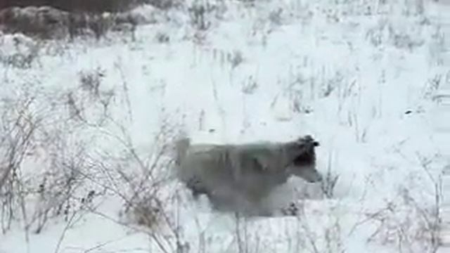 Пес в зимнем лесу. смотреть онлайн