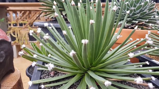 꽃분이네 선인장이야기 아가베. Agave attenuata,albopilosa,white rhino... смотреть онлайн