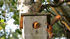 Домик для белок с бельчатими своими руками / Скворечники / Sekretmastera