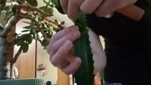 Декабрист-Шлюмбергера или Рождественский кактус. Прививание красочного декабриста на дереве.