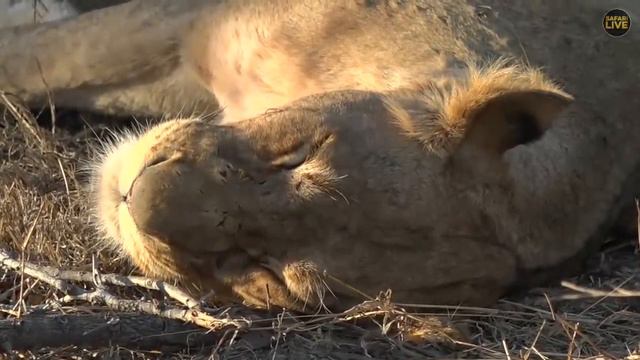 SafariLIVE - Sunset Safari - October 03, 2019