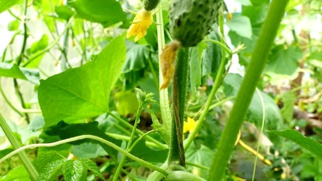 1 ЛИТР ПОД ОГУРЦЫ И ОГУРЦЫ ЗАСЫПЯТ УРОЖАЕМ И НЕ БУДЕТ БОЛЕЗНЕЙ! смотреть онлайн