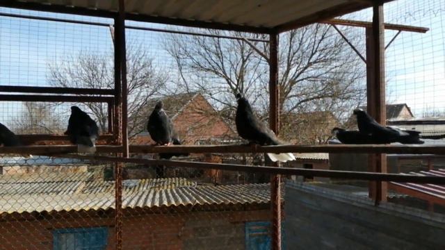 2.ч. // ГОЛУБИ // В ГОСТЯХ.У ВИКТОРА ЛЫСЕНКО //Т+7 928 610-71-01. С. САНДАТА. РОСТОВСКАЯ ОБЛ. смотреть онлайн