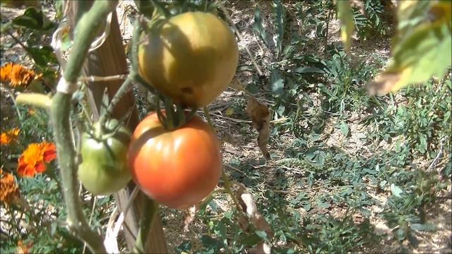 TOMATE : Cuor Di Bue