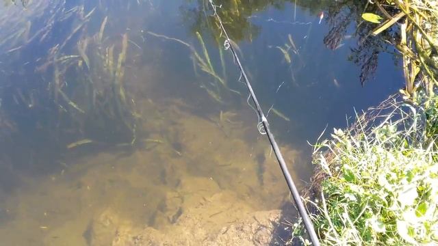 Смотреть до конца! Рыбалка как в аквариуме! Дети поймали странную рыбу! смотреть онлайн