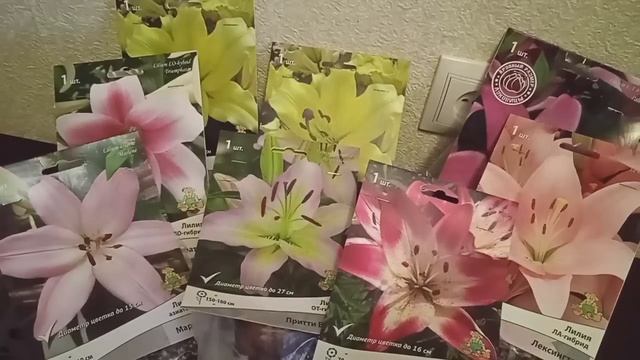 Лилии из Леруа Мерлен. смотреть онлайн