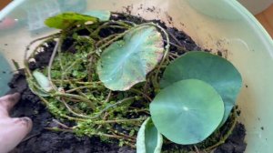 Лотос на подоконнике