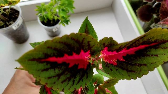 Мои колеусы в конце сентября (черенки) по сортам. Третья часть. смотреть онлайн