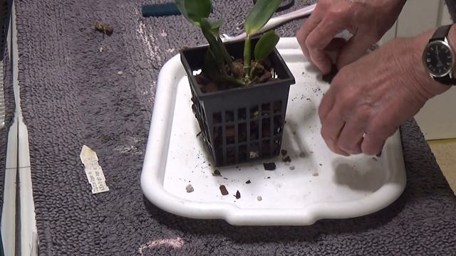 Sorting a couple of Cattleyas and a look at a few Phalaenopsis смотреть онлайн