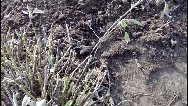 ВЕСЕННЯЯ ОБРЕЗКА ШАЛФЕЯ ЛЕКАРСТВЕННОГО//Весенние работы в саду смотреть онлайн