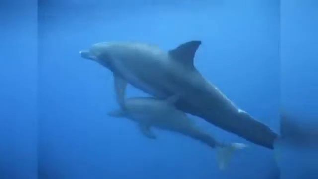 Надо любить свою маму смотреть онлайн