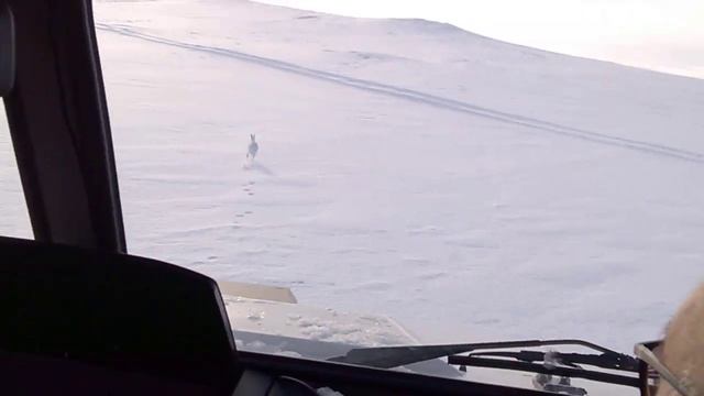 зайцы в тундре. смотреть онлайн