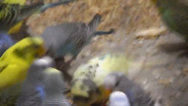 Вареная пшеница для попугаев. смотреть онлайн