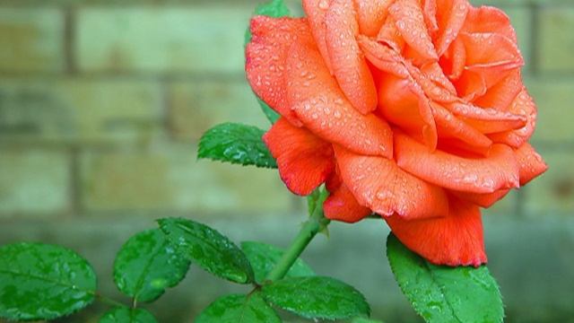 Все цветы. смотреть онлайн