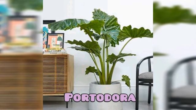 Best Types Of Alocasia You Can Grow | Amazing Alocasia Varieties   |Absolutely Beautiful