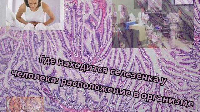 Где находится селезенка у человека: расположение в организме