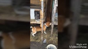 Бигль лает на кроликов)?