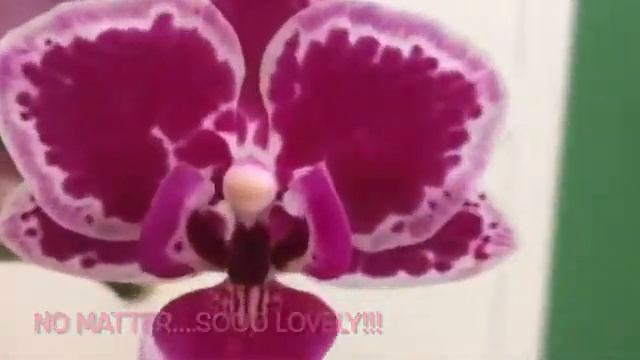 Phalaenopsis Chia E. Yenlin