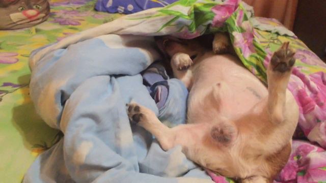 Джек рассел зимняя спячка )))) смотреть онлайн