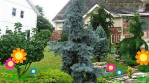 Ель колючая Глаука Пендула. Краткий обзор, описание характеристик picea pungens Glauca Pendula