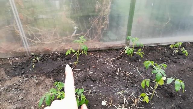 ШОК! Бардак в теплице // Видеосхема посадок;))) смотреть онлайн